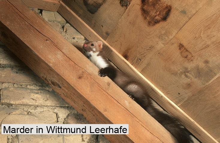 Marder in Wittmund Leerhafe